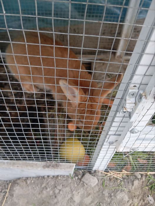 Онабола кийон зотдор