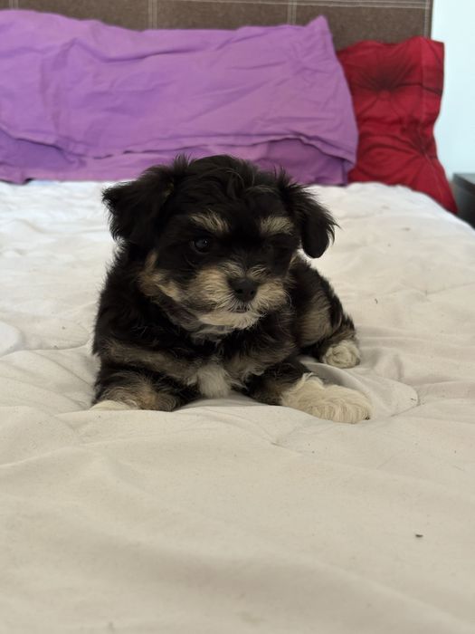 Bichon Havanez – 1 lună