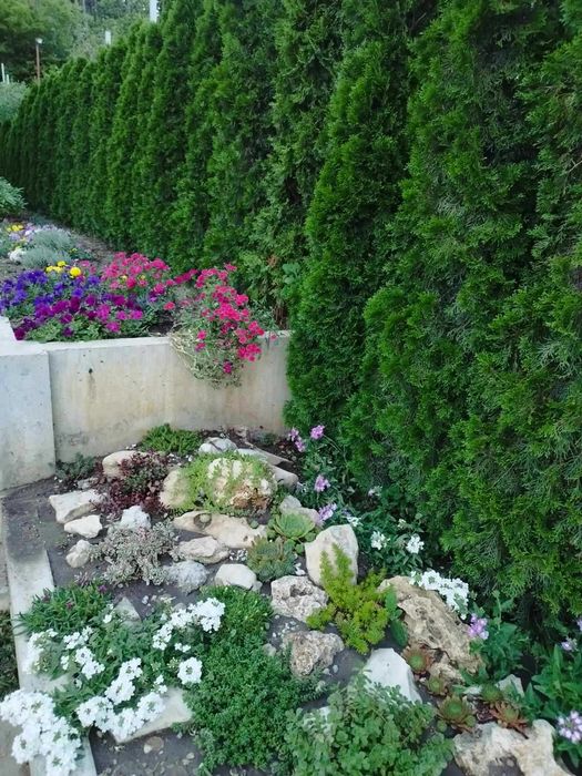 Туя Смарагд 40 см.