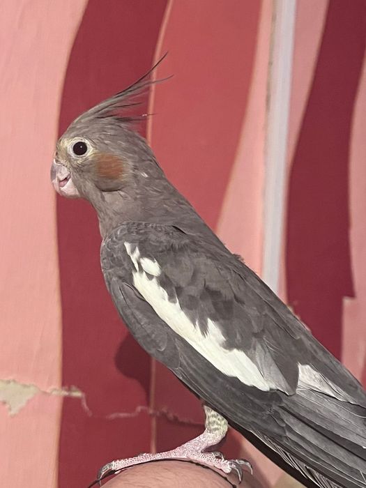 Продам Попугаев породы Корелла, мальчик и девочка.