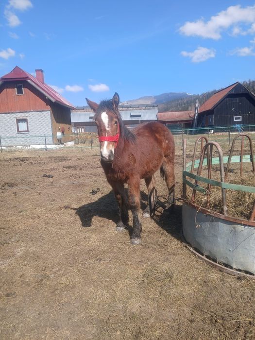 Vând mânz semigreu de 10 luni