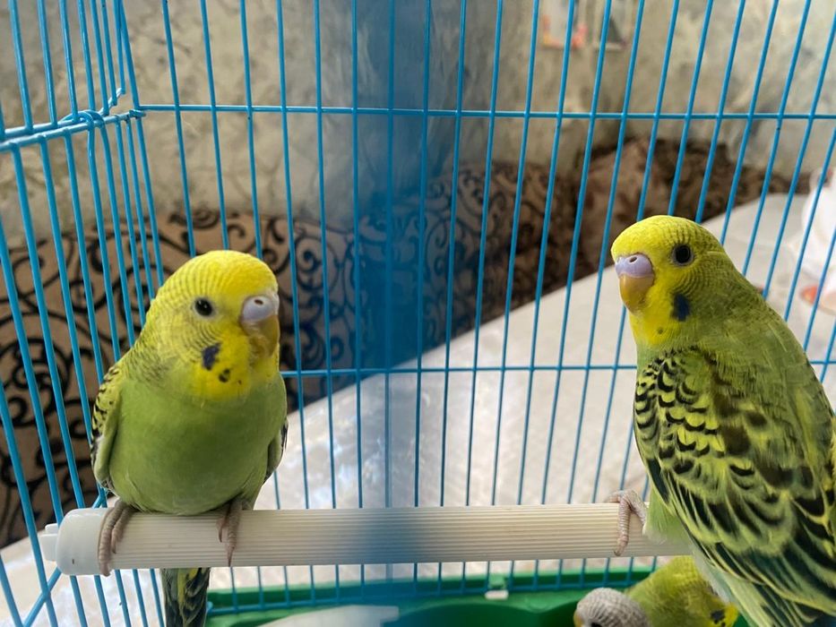 Продам волнистых попугаев