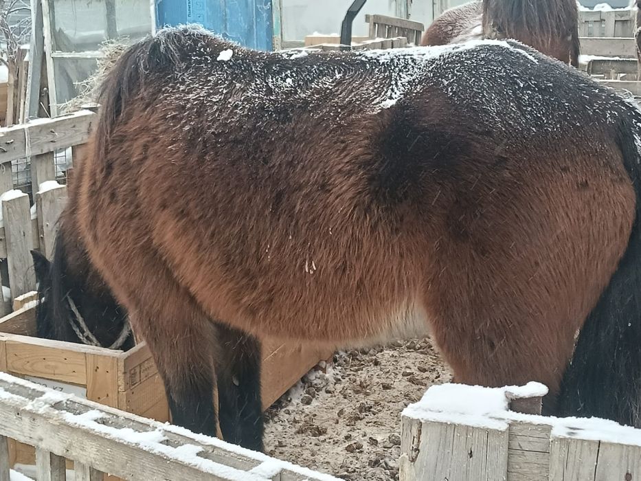 Продаёсят Бие  с  жеребенкам Байтал