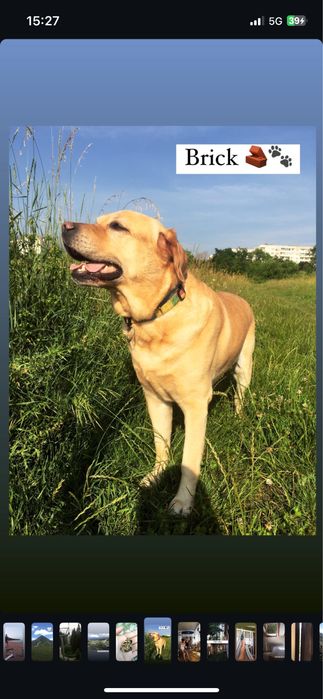 Разхождам кучета | ж.к. Младост