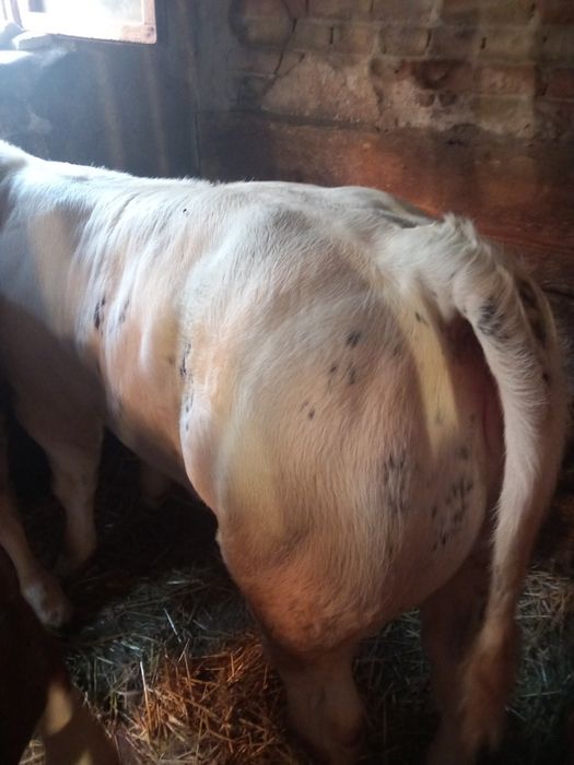 Vând vaca și vitea