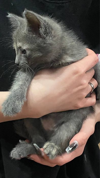 котенок срочно ищет дом СРОЧНО