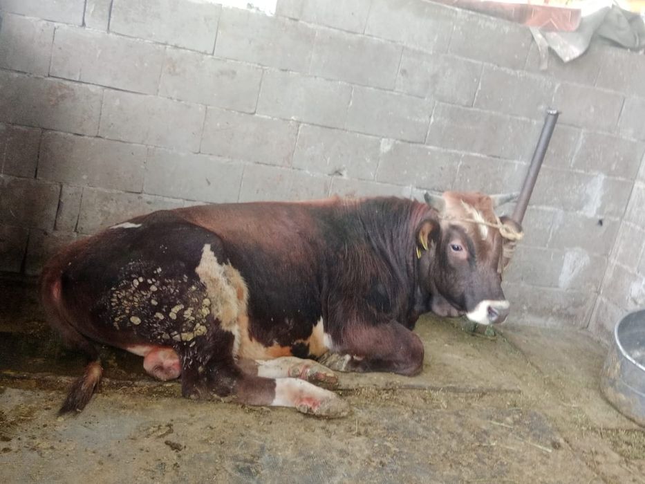 Продам быка живьём