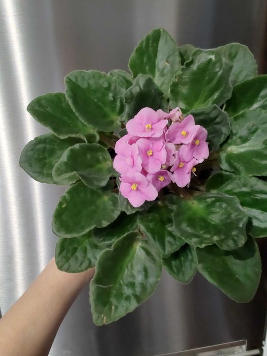 Saintpaulia Сентполия / African Violet Aфриканска теменужка / Фиалка