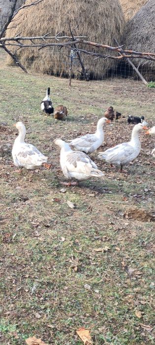 Gâște românești de vânzare