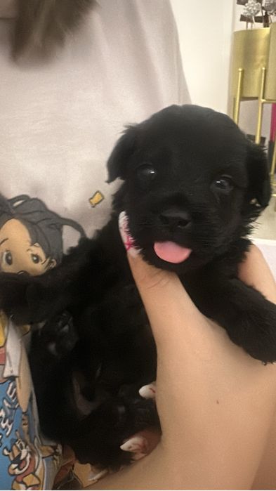 Щенок той пудель 1,5 мес