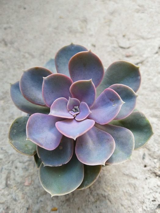 Эхеверии и прочие суккуленты