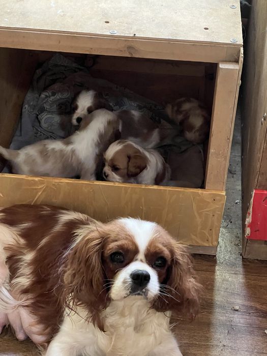 Кавалер кинг чарльз