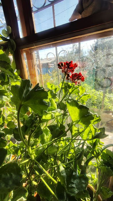 Шефлера, пеларгония и мандарин