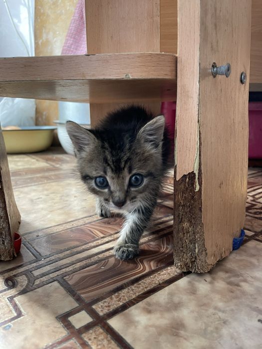 Отдам котенка в добрые руки
