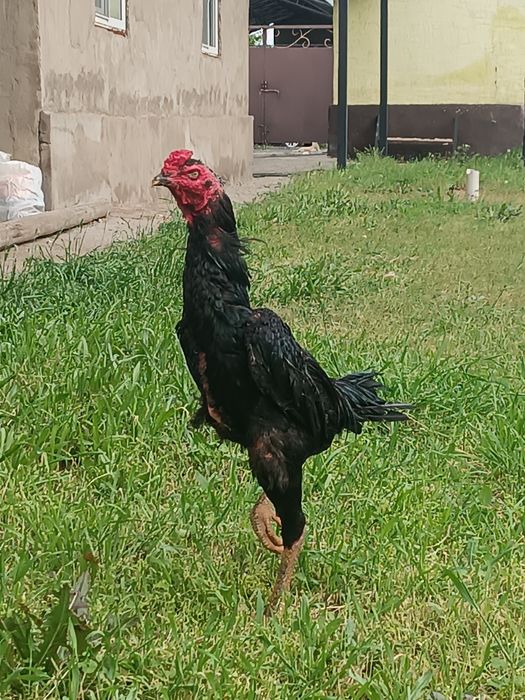 Дакан кораз 1 жасар