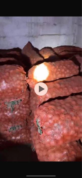 Картошка семенная