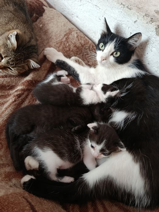 Отдам котят в хорошие руки