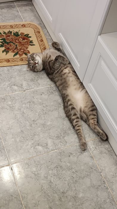 Отдам даром кота