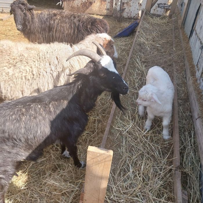 Сүтті ешкі сатылады