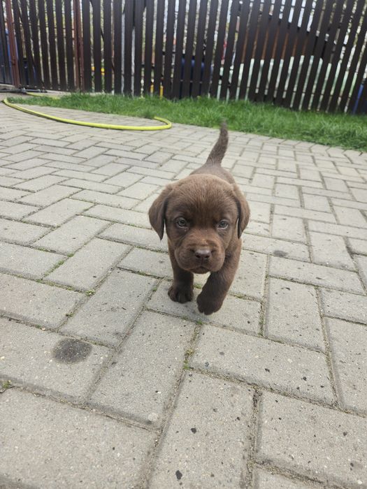 Labrador Ciocolatiu