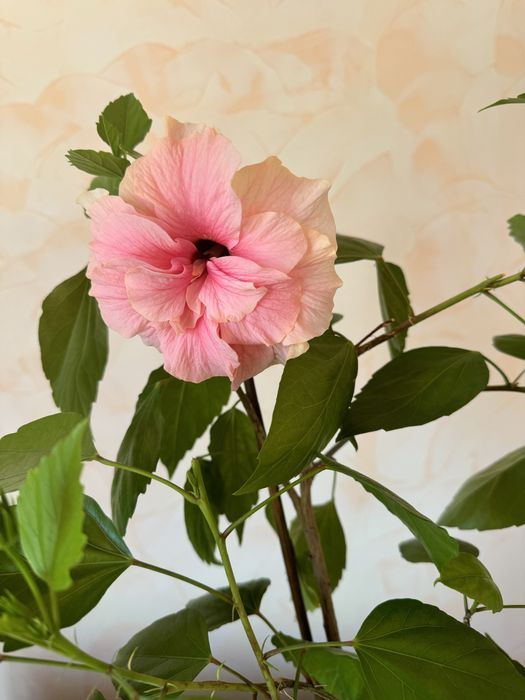 Продам цветок Гибискус в народе называют «Китайская роза»