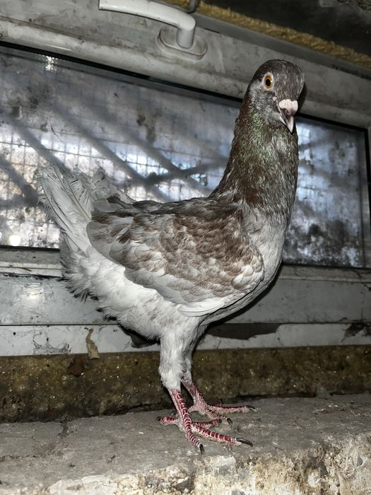 Голуби мальтийские курочки
