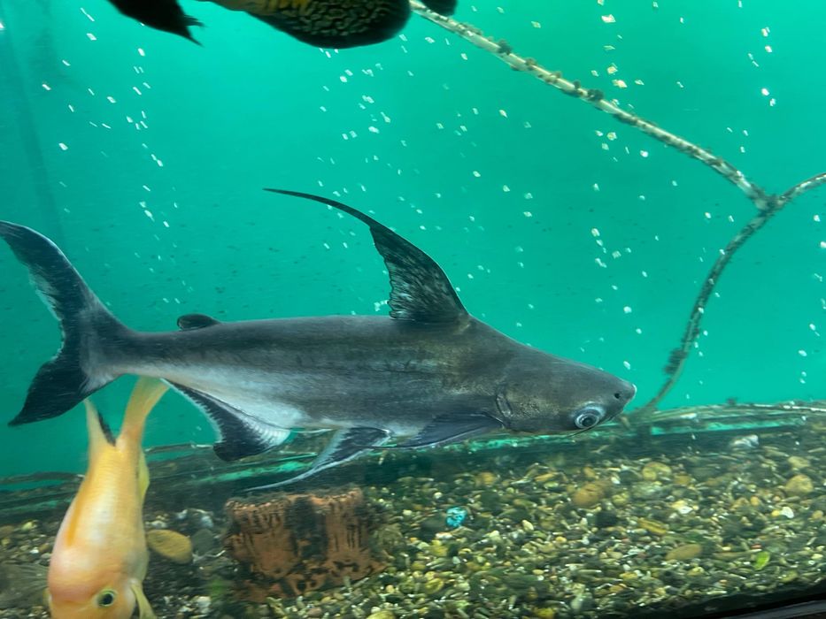 Аквариум учун балик