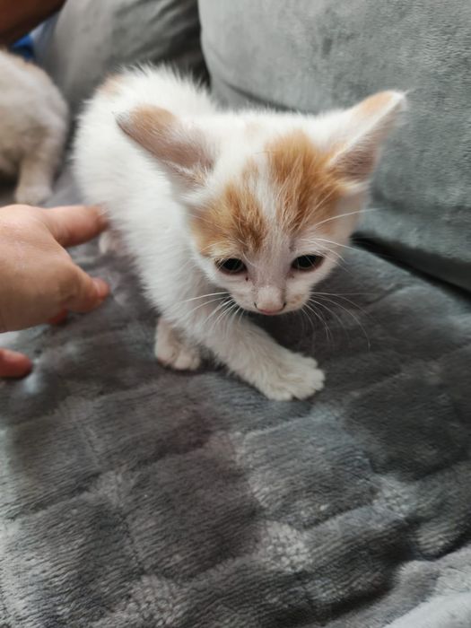 Котята ищут хозяев