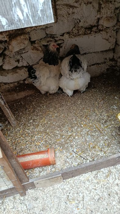 Oua de incubat brahma herminat deschis și brahma hdA