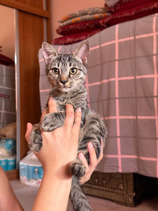 Котёнок ищет любящую семью