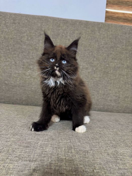 Pisicuta Maine Coon Felisa Autorizata