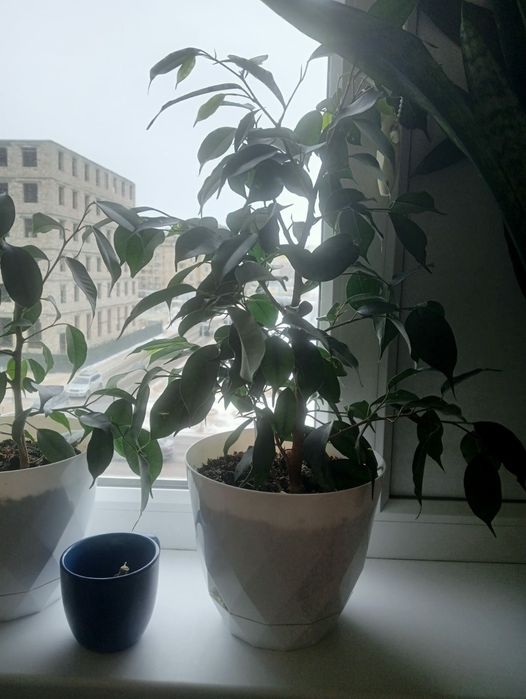 Комнатные цветы продаются