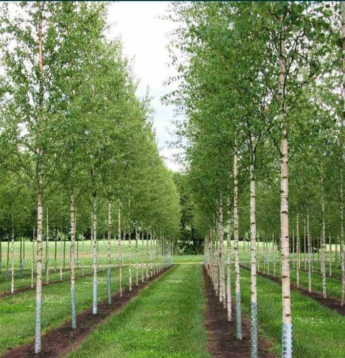 Ofertă Mesteacăn Ornamental – Preț Avantajos, Arbori Mari