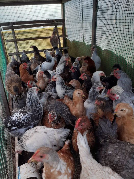 Продам курей домашних, молодка