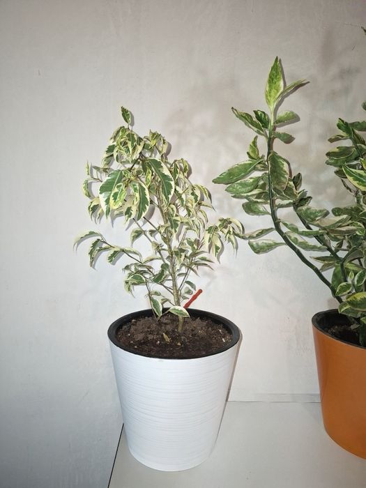 Продаются свои комнатные растения