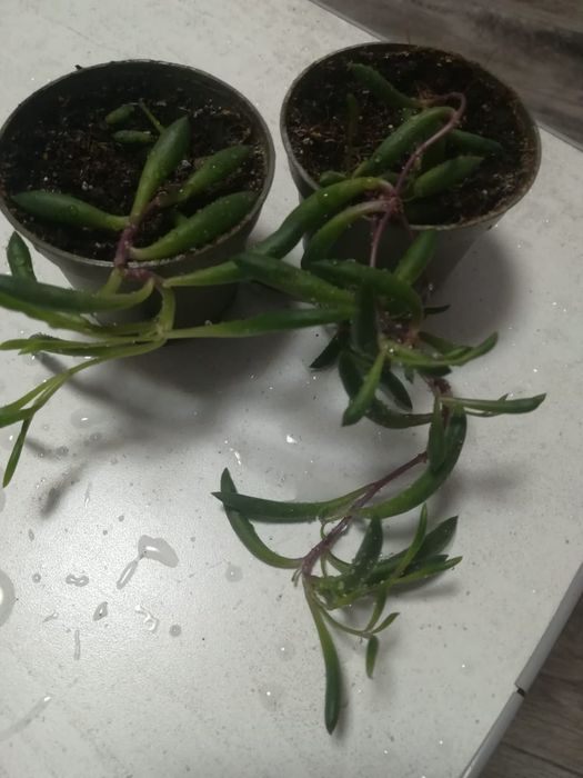 Красота на подоконник