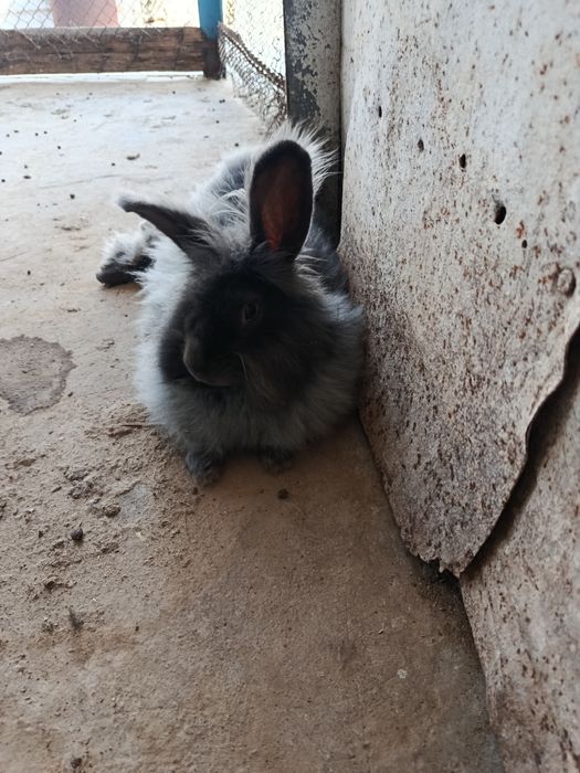 Куен ва куенчалар сотилади болари Билан парода баран