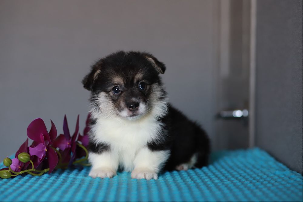 Щенки вельш-корги пемброк