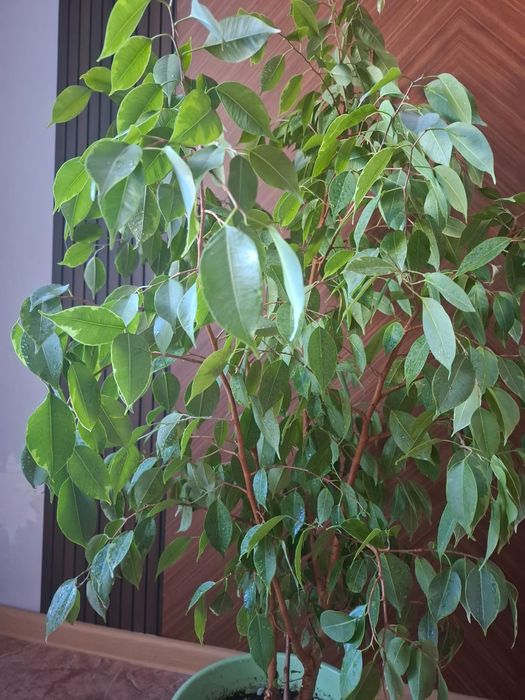 Продам комнатные цветы для офиса