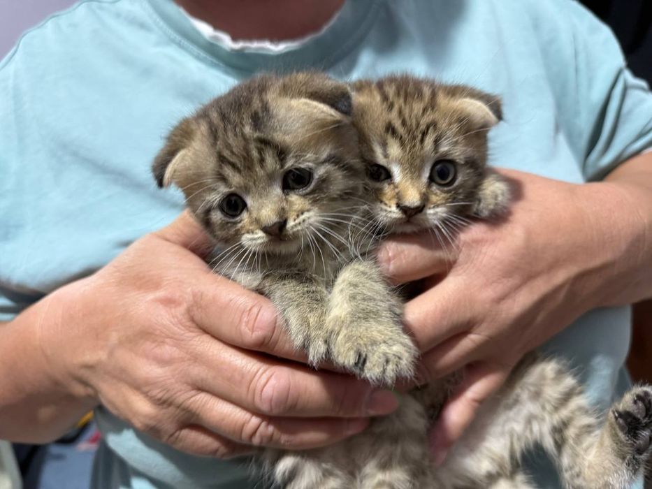 Вислоухие котята