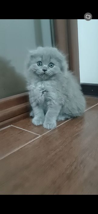 Scottish Fold longhair Blue