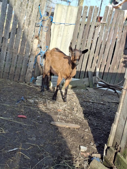 Schimb cu tap murcian sau alpin