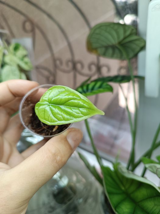 Детка шкуры дракона