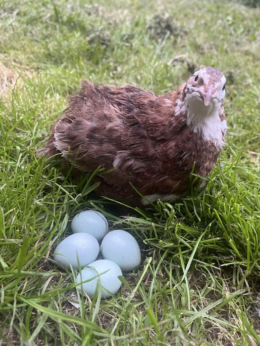 Инкубационные яйца перепелов селадон