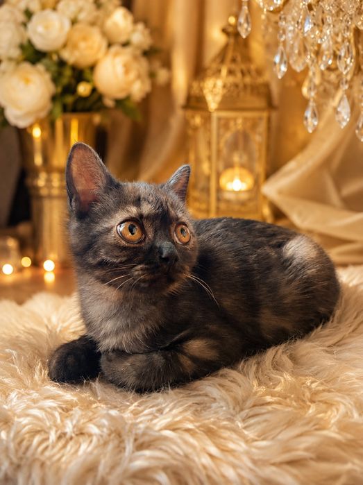 Котёнок шотланка девочка