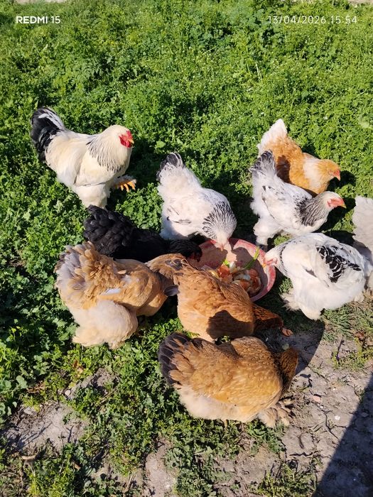 Uy tovuq xoʻrozlari