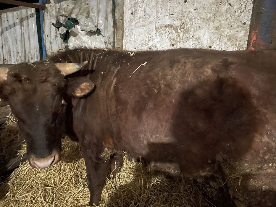 Продам быкм ……..