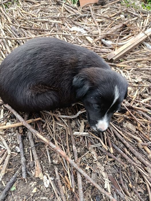Девочка щенок ищет хозяев