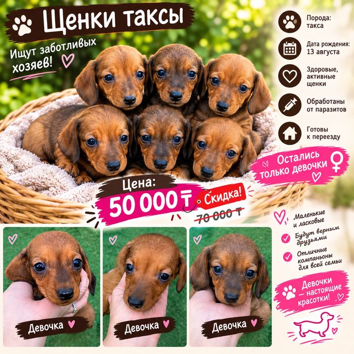 Продаются  щенки таксы