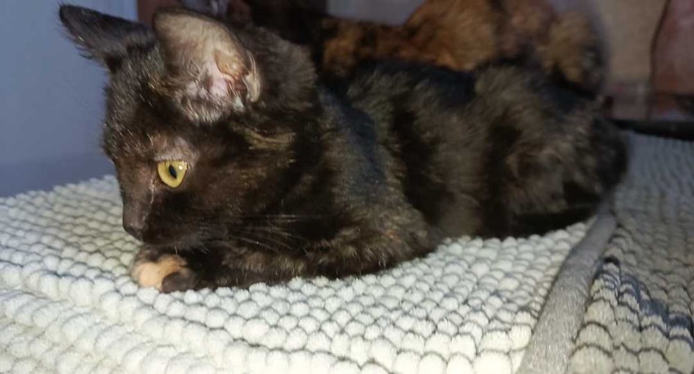 Котёнок девочка, 4 месяца